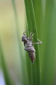 Attēlu rezultāti vaicājumam “exuvia”