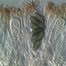 Attēlu rezultāti vaicājumam “Physcia aipolia”