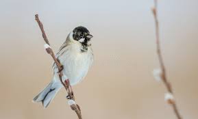 Attēlu rezultāti vaicājumam “Emberiza schoeniclus male”