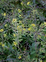 Attēlu rezultāti vaicājumam “Rorippa sylvestris”