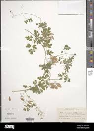 Image result for Adlumia cirrhosa