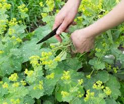 Image result for Alchemilla vulgaris
