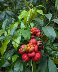 Attēlu rezultāti vaicājumam “Rhinanthus serotinus fruit”