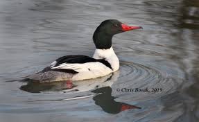 Attēlu rezultāti vaicājumam “Mergus merganser male”