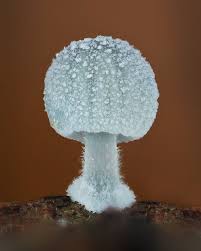 Attēlu rezultāti vaicājumam “Fuligo gyrosa plasmodium”