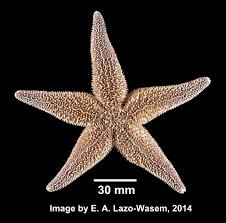 Image result for Asterias rubens