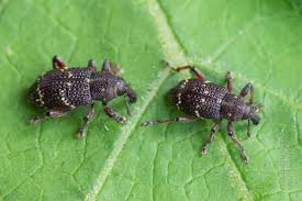 Attēlu rezultāti vaicājumam “Hylobius pinastri”