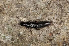 Attēlu rezultāti vaicājumam “Quedius dilatatus”