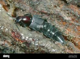 Attēlu rezultāti vaicājumam “Quedius dilatatus”