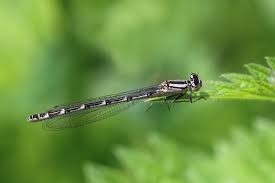 Attēlu rezultāti vaicājumam “Enallagma cyathigerum female”