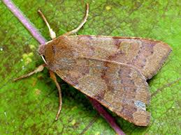 Attēlu rezultāti vaicājumam “Agrochola helvola”