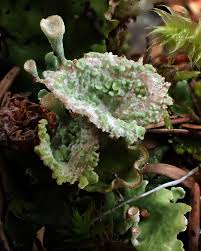 Attēlu rezultāti vaicājumam “Cladonia pyxidata”