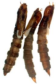 Attēlu rezultāti vaicājumam “Brachycera”