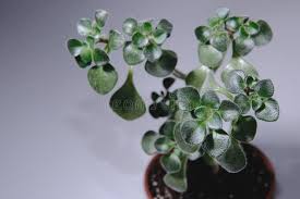 Image result for Aichryson