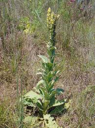 Attēlu rezultāti vaicājumam “Verbascum thapsus flower”
