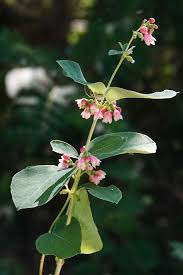 Attēlu rezultāti vaicājumam “Symphoricarpos albus flower”