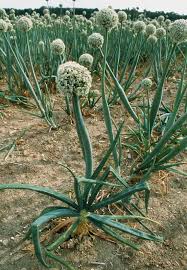 Attēlu rezultāti vaicājumam “Allium cepa flower”