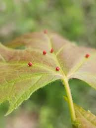 Attēlu rezultāti vaicājumam “Vasates quadripedes”