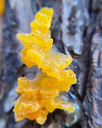 Attēlu rezultāti vaicājumam “Dacrymyces chrysospermus spores”