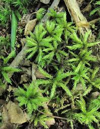 Attēlu rezultāti vaicājumam “Climacium dendroides”