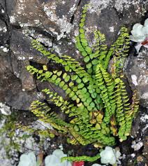 Attēlu rezultāti vaicājumam “Asplenium trichomanes”