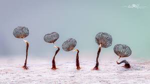 Attēlu rezultāti vaicājumam “Comatricha laxa”