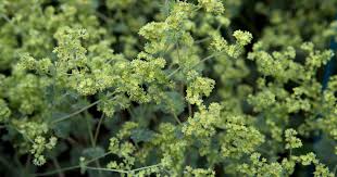 Attēlu rezultāti vaicājumam “Alchemilla subcrenata  flower”