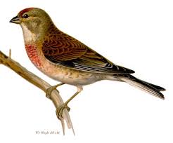 Attēlu rezultāti vaicājumam “Carduelis cannabina”