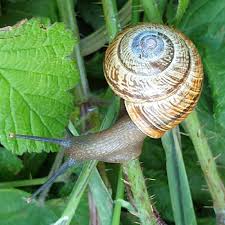 Attēlu rezultāti vaicājumam “Arianta arbustorum”