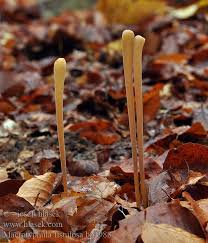 Attēlu rezultāti vaicājumam “Macrotyphula fistulosa”