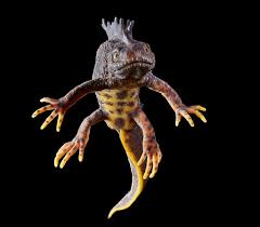 Attēlu rezultāti vaicājumam “Triturus cristatus”