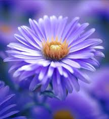 Attēlu rezultāti vaicājumam “Symphyotrichum novae-angliae”