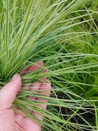 Attēlu rezultāti vaicājumam “Carex montana”