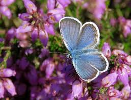 Attēlu rezultāti vaicājumam “Plebejus argus male”