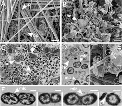 Image result for Vazella pourtalesii