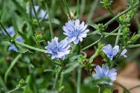 Image result for Chicorée