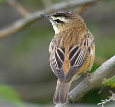 Attēlu rezultāti vaicājumam “Acrocephalus schoenobaenus”