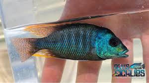 Attēlu rezultāti vaicājumam “Tetratoma ancora”