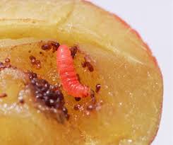 Attēlu rezultāti vaicājumam “Grapholita funebrana larva”