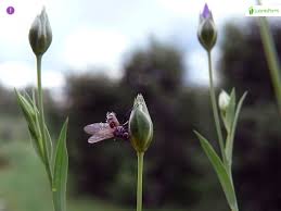 Attēlu rezultāti vaicājumam “Linum catharticum fruit”