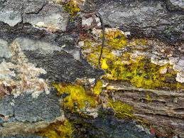 Attēlu rezultāti vaicājumam “Oligonema favogineum sessile”