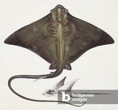 Image result for Myliobatis aquila