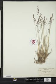 Attēlu rezultāti vaicājumam “Agrostis canina”