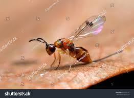 Attēlu rezultāti vaicājumam “Cynipidae”