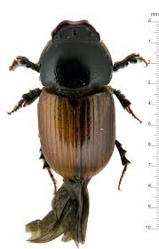 Attēlu rezultāti vaicājumam “Aphodius subterraneus imago”