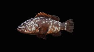 Image result for Epinephelus marginatus