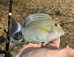 Image result for Acanthurus xanthopterus