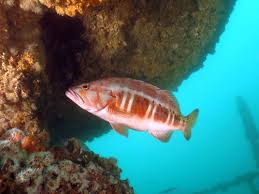 Image result for Serranus atricauda