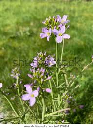 Attēlu rezultāti vaicājumam “Cardamine pratensis”
