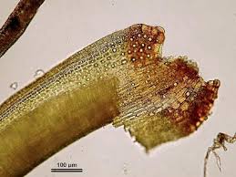 Attēlu rezultāti vaicājumam “Dicranum montanum”